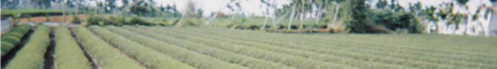 ̒A쑐A^